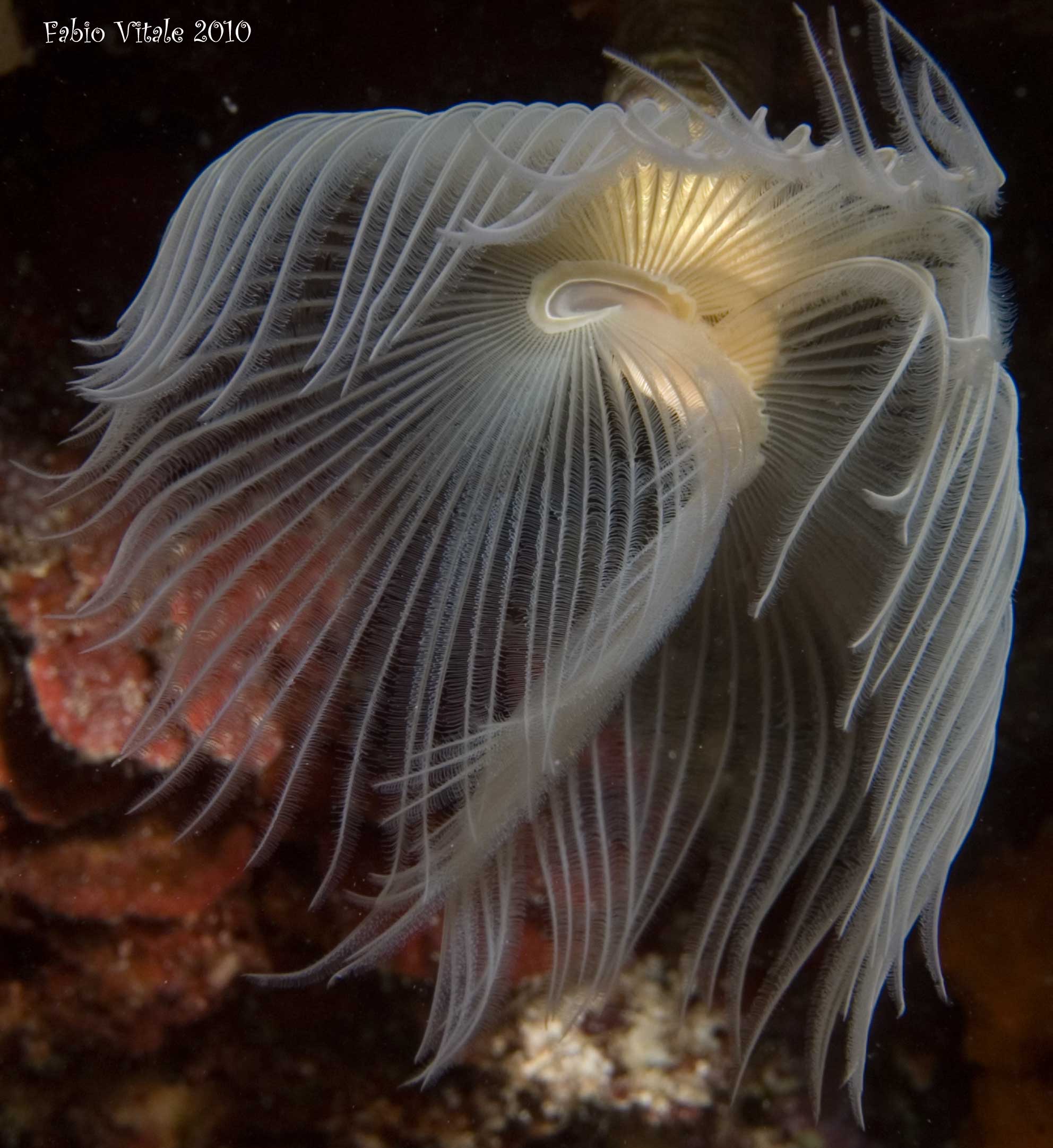 Protula tubularia
